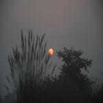 Vraj-Yatra-2014- (1535)